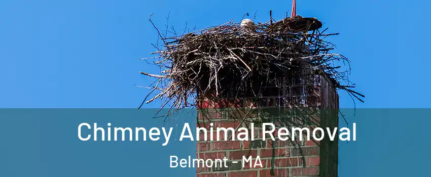  Chimney Animal Removal Belmont - MA