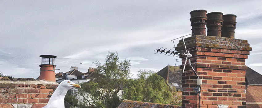 Chimney Cleaning And Restoration in Belmont, Massachusetts